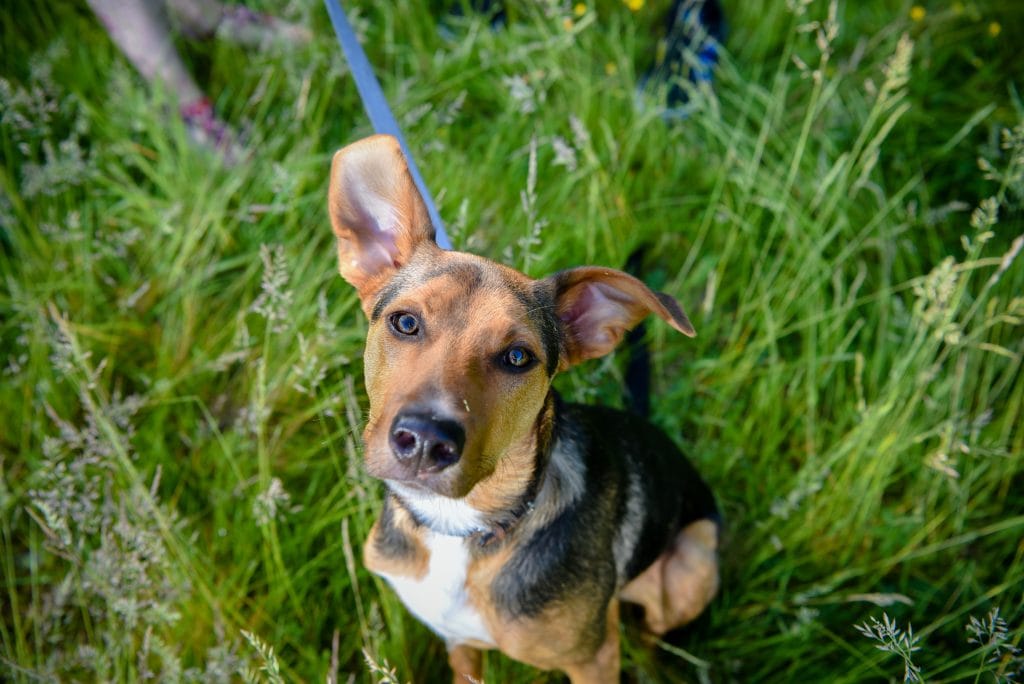 a dog on a leash in the grass