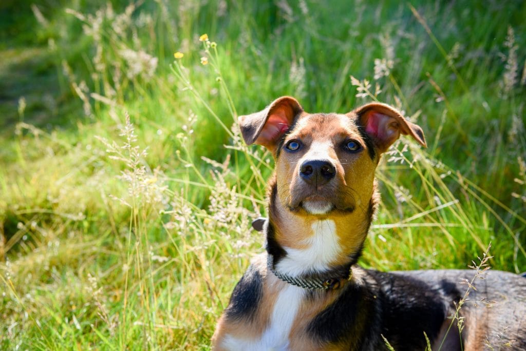 a dog sitting in grass