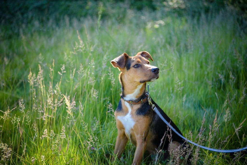 a dog sitting in tall grass