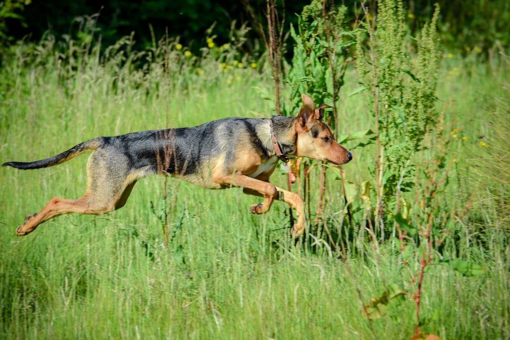 a dog jumping in a field