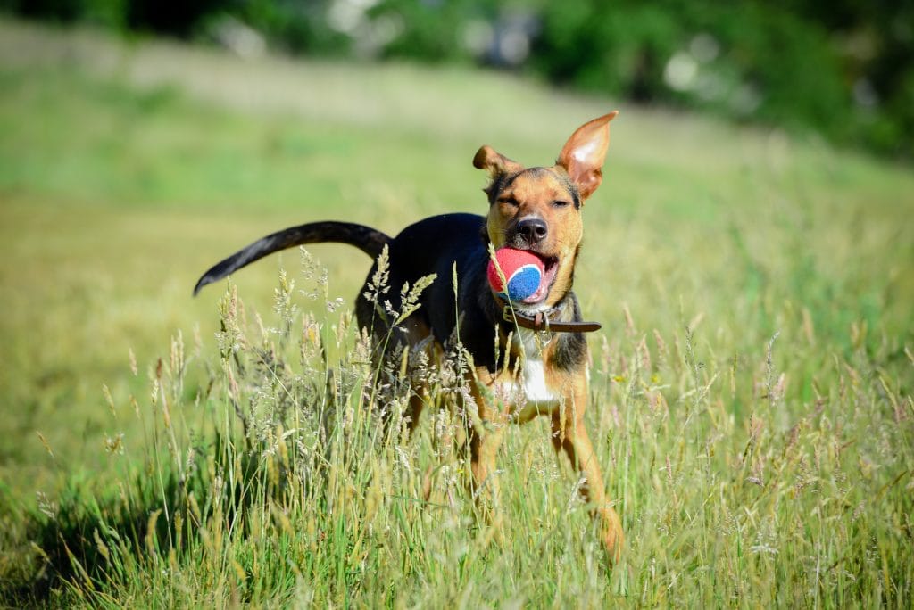 a dog with a ball in its mouth
