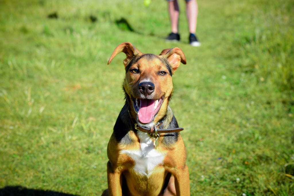 a dog sitting on grass with a person in the background