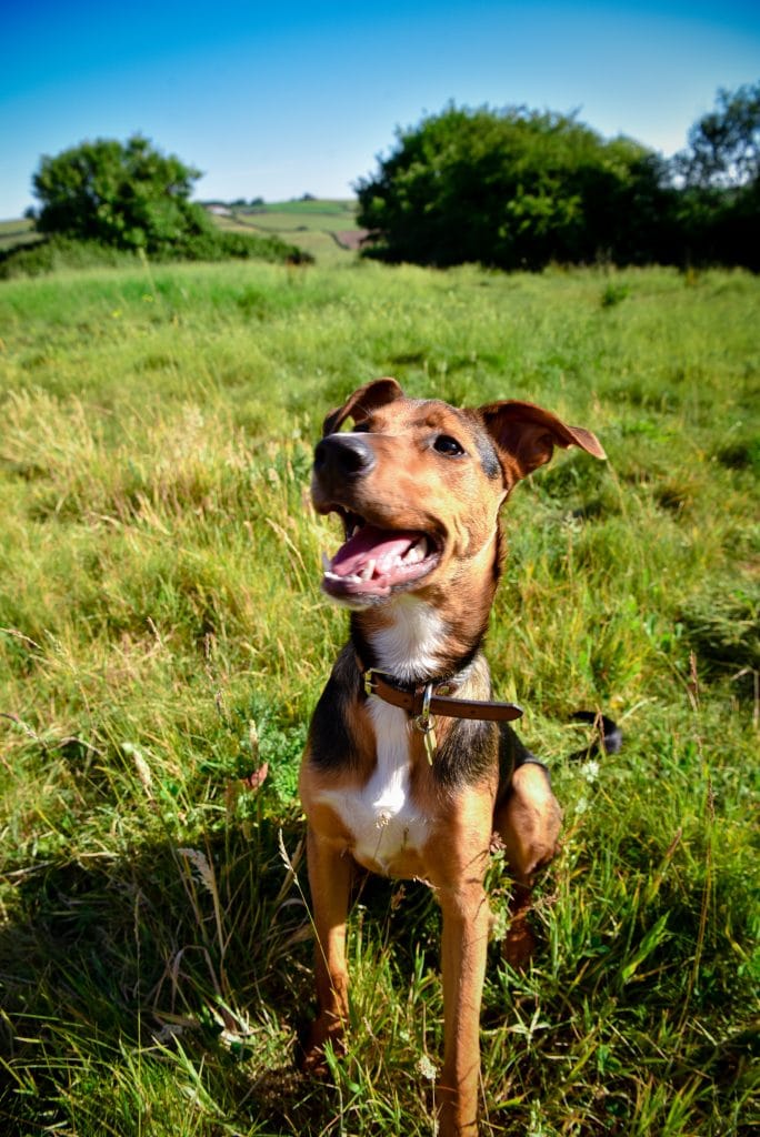 a dog sitting in a grassy field