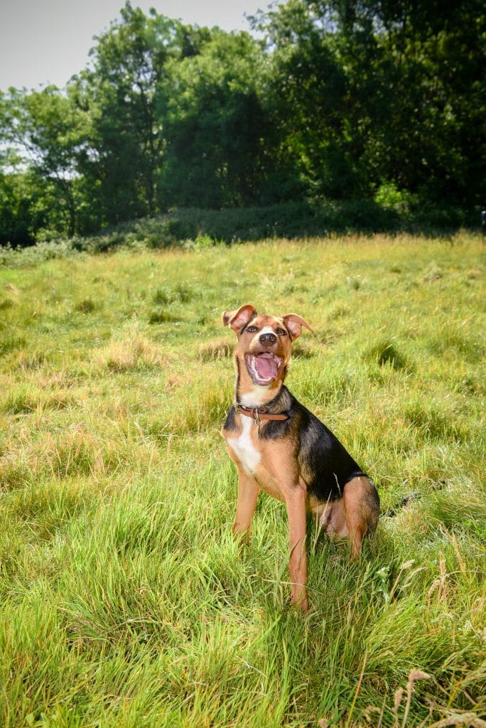 a dog sitting in a grassy field