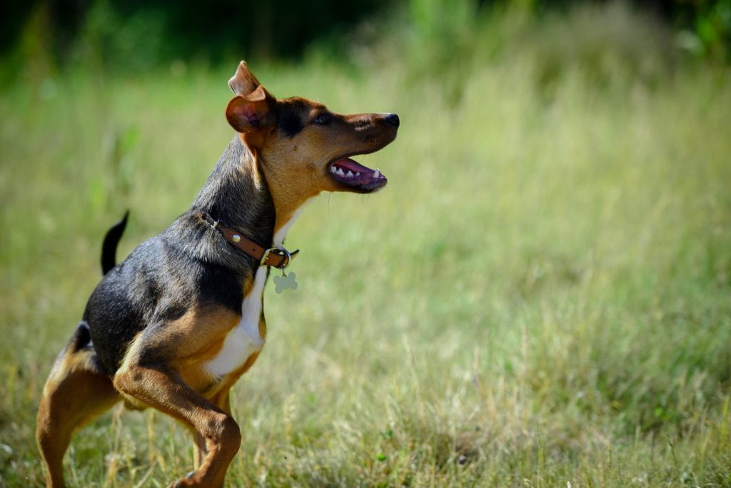 a dog running in the grass