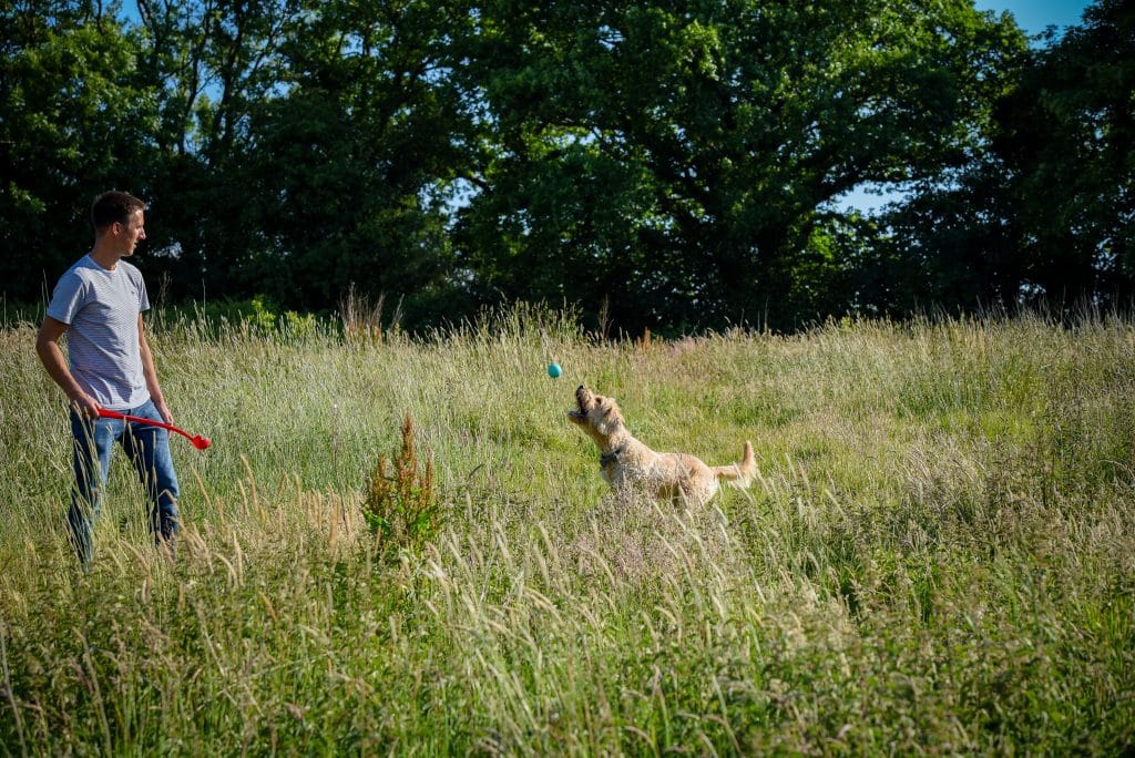 a dog catching a ball in a field