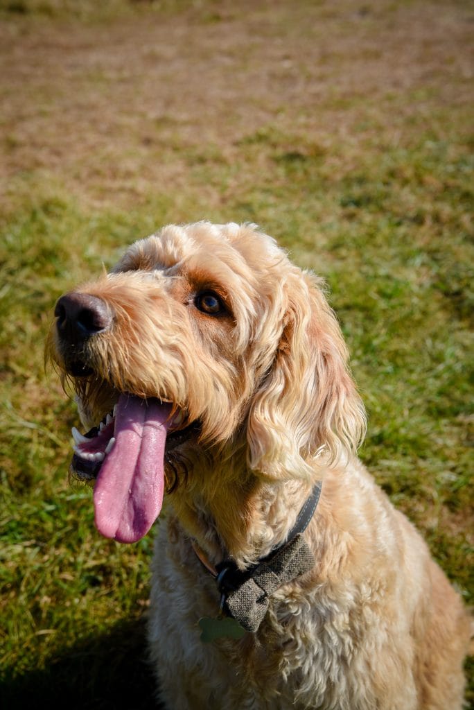 a dog with its tongue out