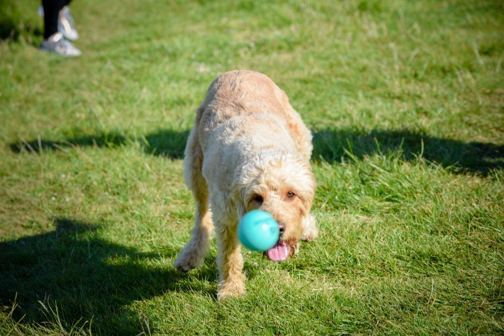 a dog with a blue ball in its mouth