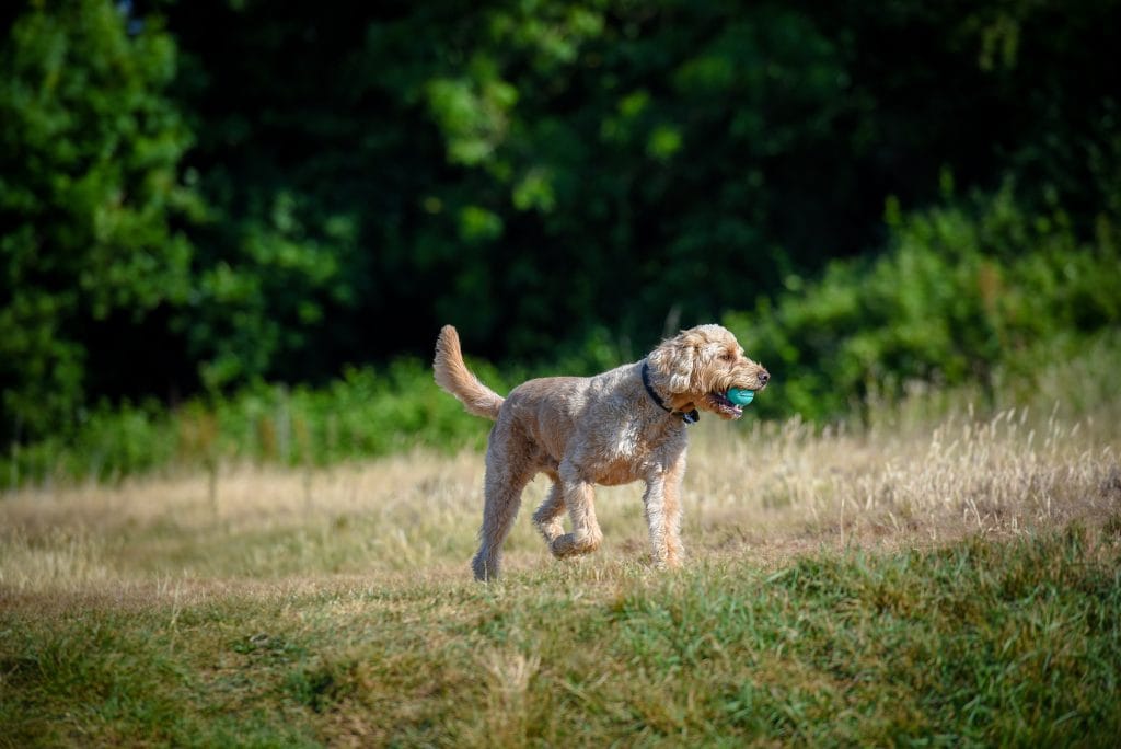 a dog running in a field with a blue ball in its mouth