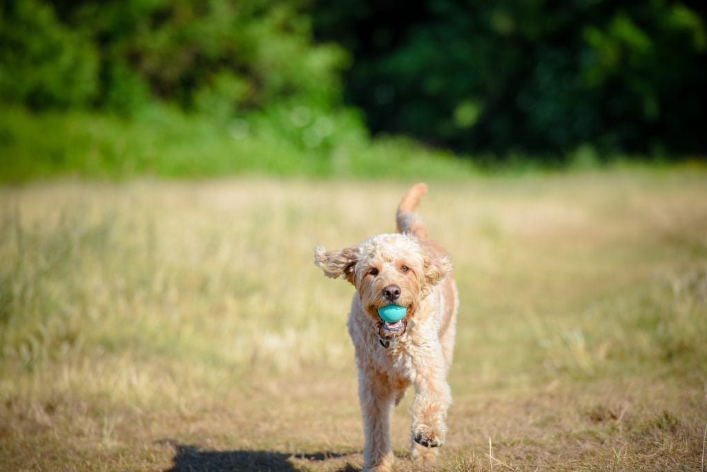 a dog running with a ball in its mouth